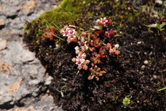 Crassula peploides