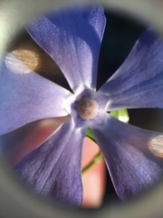 Vinca difformis difformis