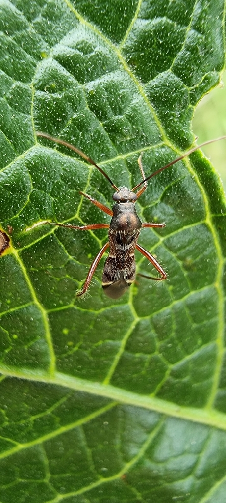 Adxenetus