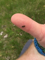 Glischrochilus fasciatus