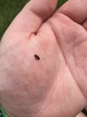 Glischrochilus fasciatus