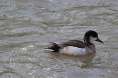 Anas platyrhynchos × Netta rufina