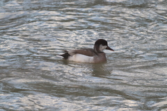Anas platyrhynchos × Netta rufina