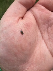 Glischrochilus fasciatus