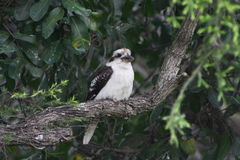 Dacelo novaeguineae novaeguineae