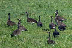 Branta canadensis occidentalis