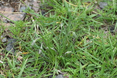 Plantago nivea
