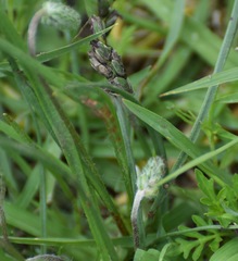 Plantago nivea