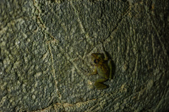 Eleutherodactylidae