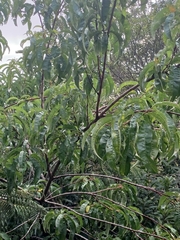 Prunus persica nucipersica