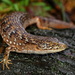California Alligator Lizard - Photo (c) Ben, some rights reserved (CC BY-NC-ND), uploaded by Ben