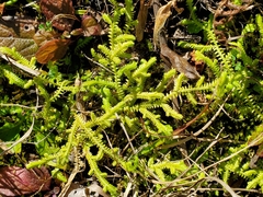 Selaginella ludoviciana