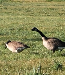Branta canadensis