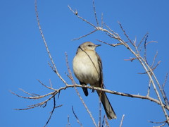 Mimus polyglottos
