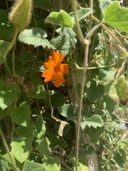 Thunbergia gregorii
