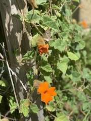 Thunbergia gregorii