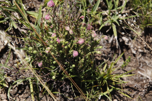 Image of Grassveld Heath (Erica cooperi) by (c) Tony Rebelo, some rights reserved (CC BY-SA)