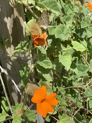 Thunbergia gregorii