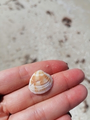 Chione elevata