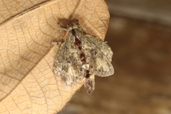 Euglyphis submarginalis