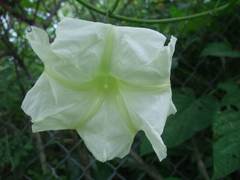 Ipomoea magna