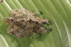 Euglyphis submarginalis