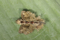 Euglyphis submarginalis