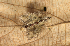 Euglyphis submarginalis