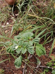 Datura ferox