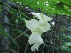 Ipomoea magna