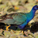 Purple Gallinule - Photo (c) Salvador Poot Villanueva, some rights reserved (CC BY-NC), uploaded by Salvador Poot Villanueva