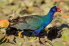 Purple Gallinule - Photo (c) Salvador Poot Villanueva, some rights reserved (CC BY-NC), uploaded by Salvador Poot Villanueva