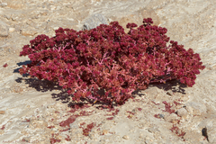 Cistanthe amarantoides