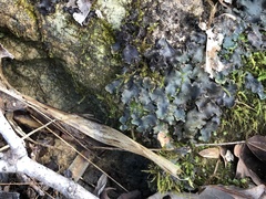 Peltigera phyllidiosa