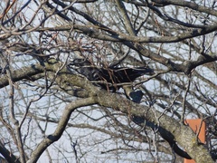 Corvus corax