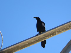 Quiscalus mexicanus