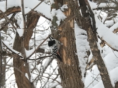 Dendrocopos leucotos