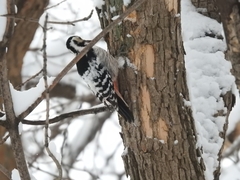 Dendrocopos leucotos