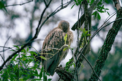 Nycticorax nycticorax image