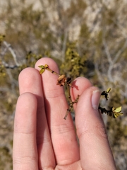 Asphondylia digitata