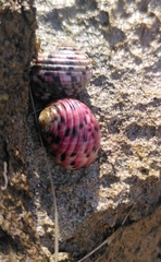 Nerita peloronta