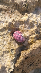 Nerita peloronta