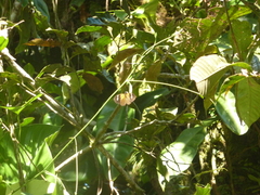 Heliconius eratosignis