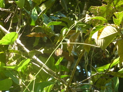 Heliconius eratosignis