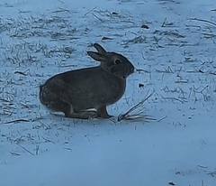 Sylvilagus floridanus
