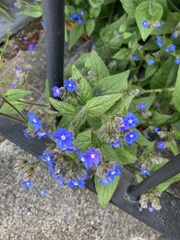 Pentaglottis sempervirens