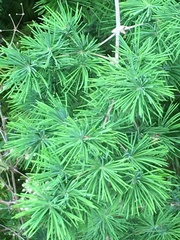 Asparagus retrofractus