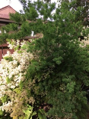 Asparagus retrofractus