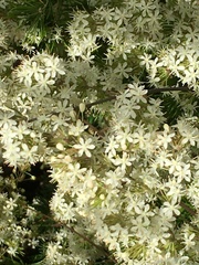 Asparagus retrofractus