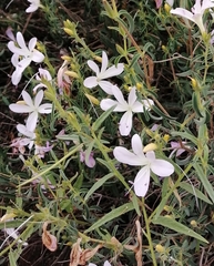 Barleria pretoriensis